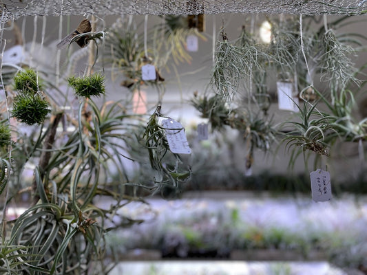 小さなエアプランツ