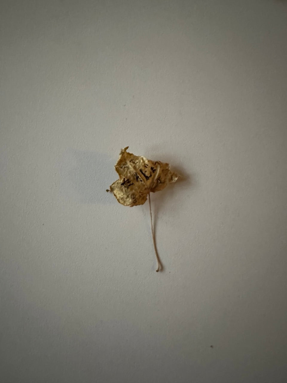 ママちゃんの誕生日